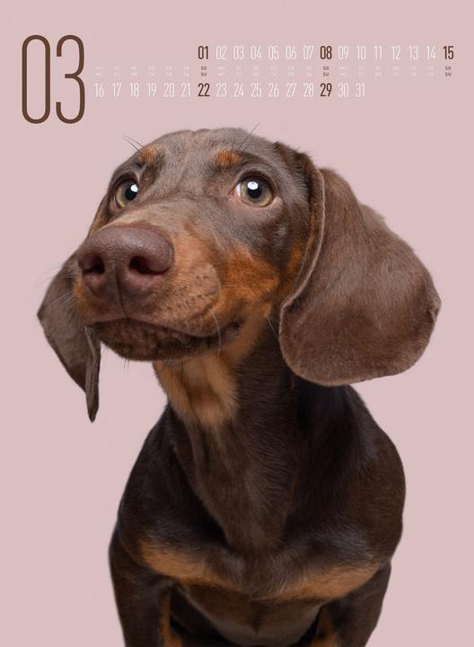 Produktbild Frei Schnauze - Kalender 2026 (33 x 45 cm, Harter Einband, Englisch, Deutsch)