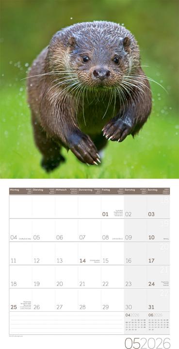 Produktbild Otter Kalender 2026 - 30x30 (30 x 30 cm, Harter Einband, Deutsch)