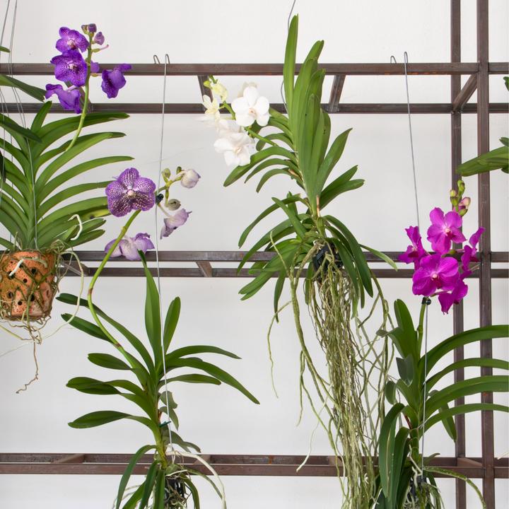 Produktbild Plant in a Box Vanda 'Lila' - Orchidee (60 cm)
