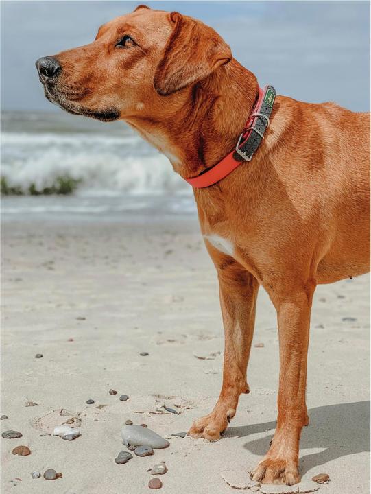 Actual product image Hunter Collar Convenience Comfort Biothane Neoprene Padded (23, 24, 25, 27, 28, 29, 30, Dog, General)