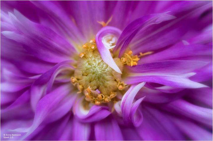 Image du produit Lensbaby Spark 2.0 Sony E (Sony E, Plein format)