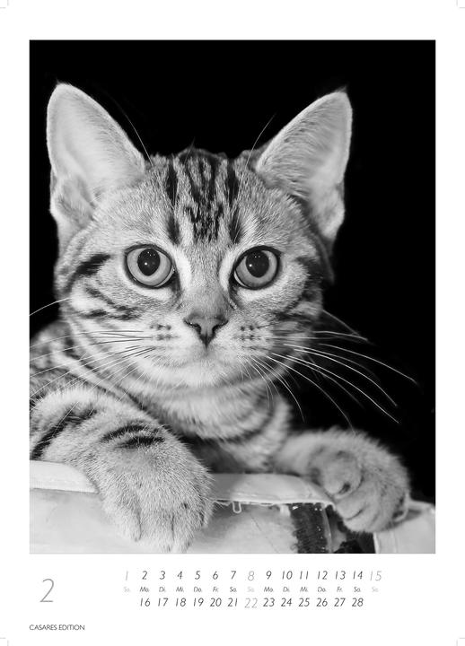 Produktbild Cats 2026 S 29x21cm (29 x 21 cm, Deutsch)