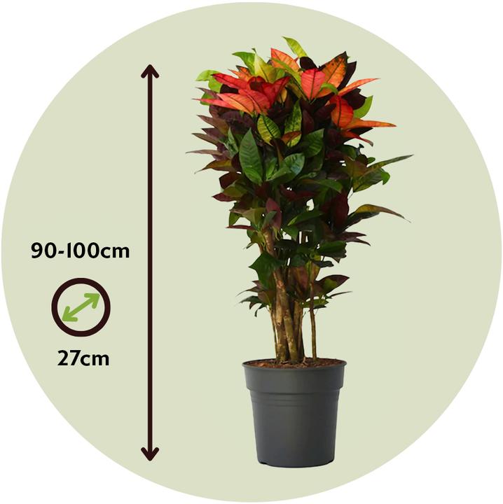 Produktbild Plant in a Box Codiaeum variegatum 'Mrs. Iceton' - Kroton (120 cm)