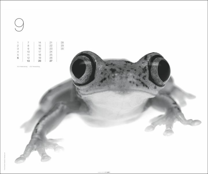 Produktbild Black & White Animals 2026 (55 x 46 cm, Harter Einband, Deutsch)
