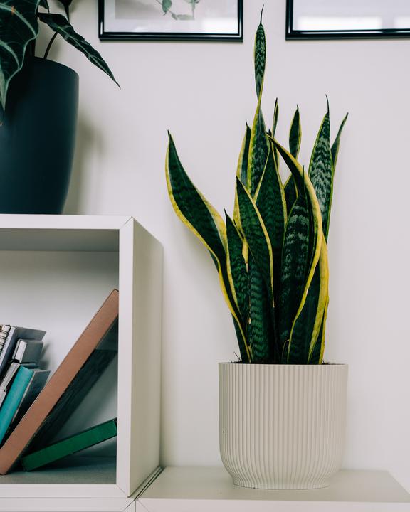 Produktbild Migros Ostschweiz Sanseveria (54 cm)