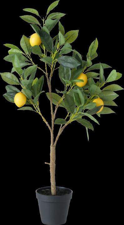 Produktbild Zitronenbaum (70 cm)