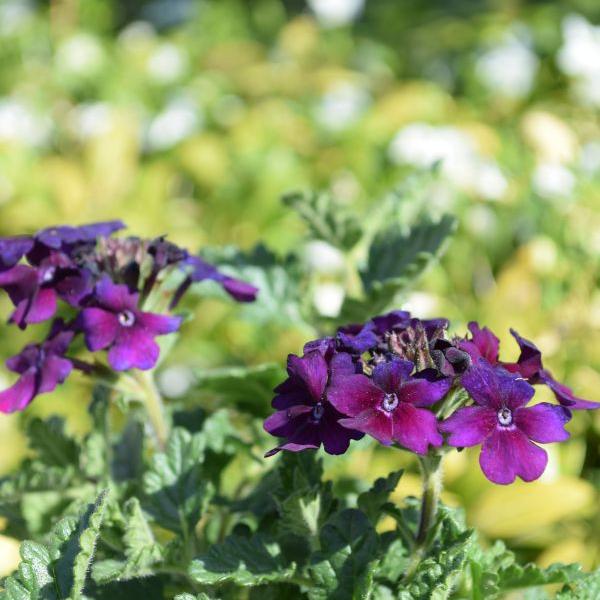 Actual product image Säntispracht Set of 4, The compact growing verbena - Verbena Cultivars Lascar Black Velvet (25 cm)