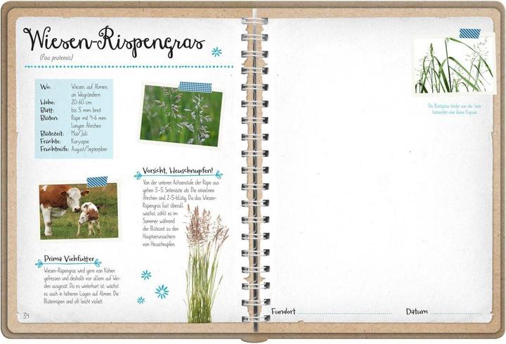 Actual product image Naturforscher-Kids – Blüten und Blätter entdecken und sammeln (German, Anna Linstadt, 2024)