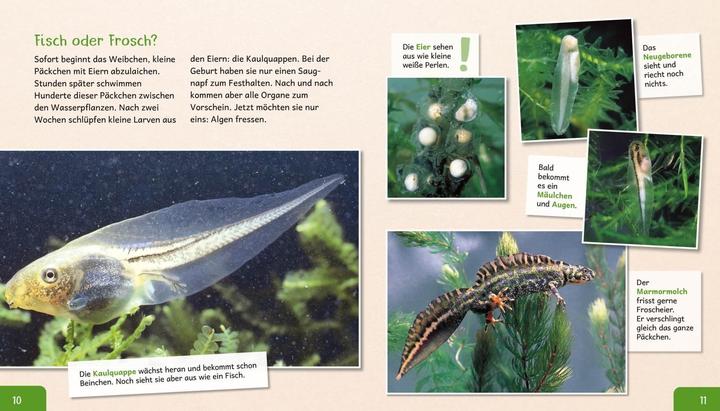 Produktbild Meine grosse Tierbibliothek: Der Frosch (Deutsch, Paul Starosta, 2020)