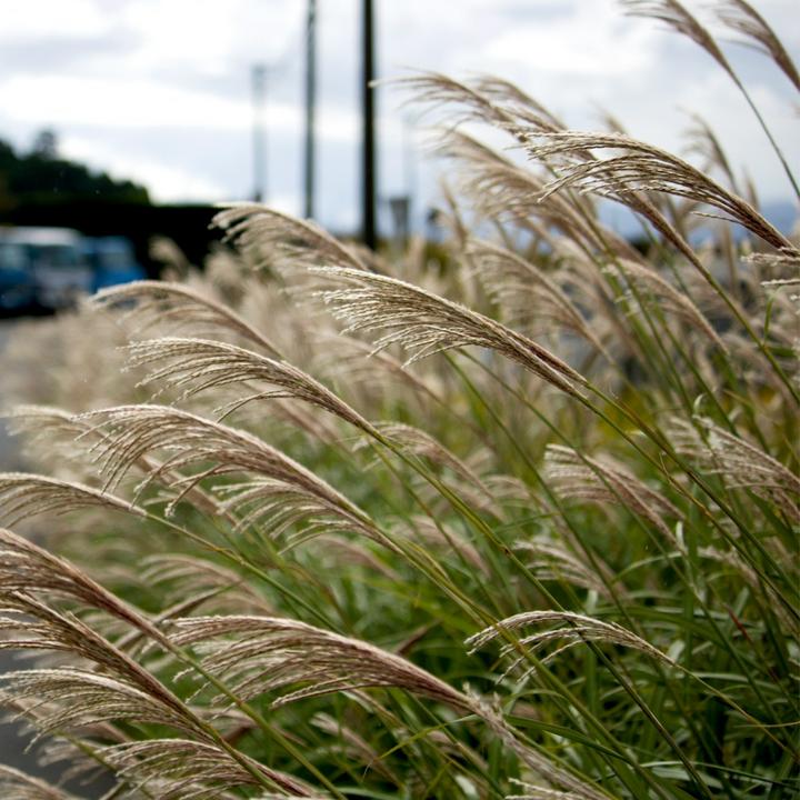 Immagine prodotto Plant in a Box Miscanthus sinensis 'Kleine Silberspinne' - Erba ornamentale (20 cm)
