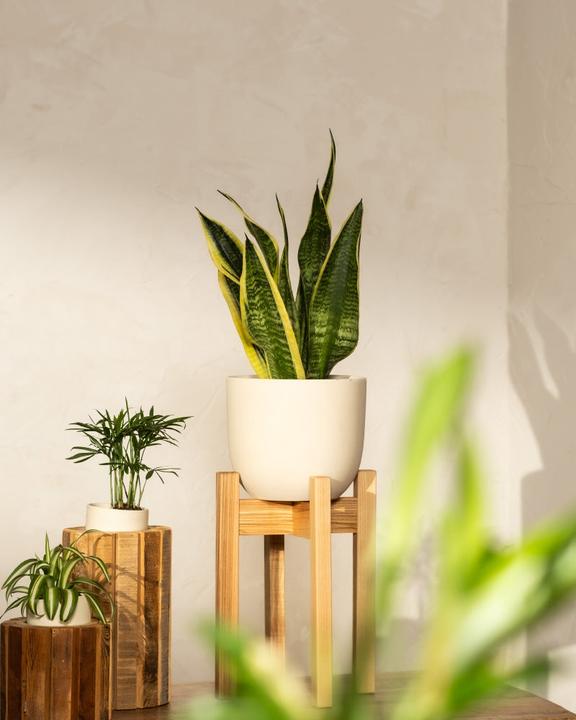 Actual product image feey Mother-in-law's tongue (35 cm, Freshly repotted)