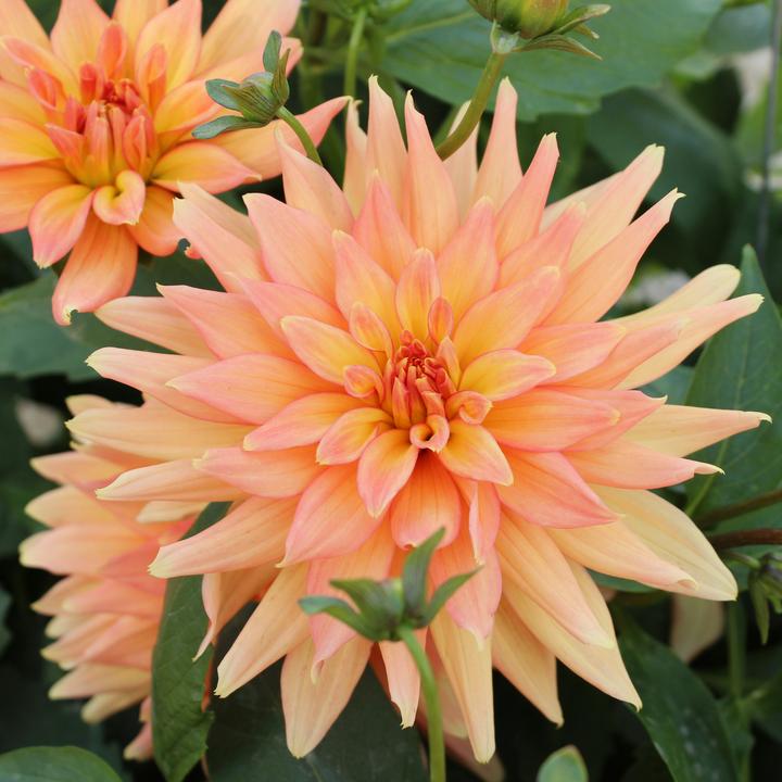 Produktbild Plant in a Box Dahlia Labyrinth, Dahlia Labyrint Twotone - 6er Mischung Dahlien (10 cm)