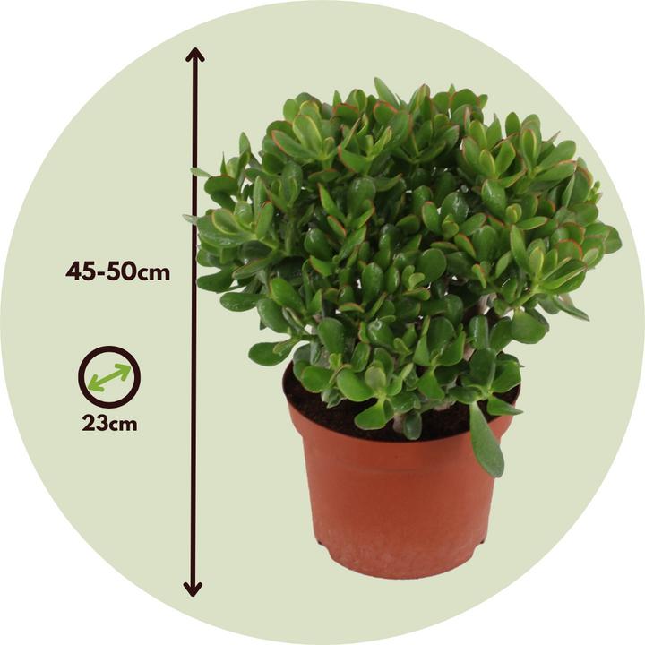 Image du produit Plant in a Box Crassula ovata Minor - Plante de jade (45 cm)