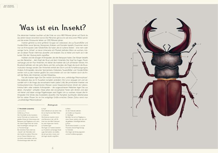 Produktbild Das Museum der Insekten (Deutsch, Emily Carter, Dave Goulson, 2024)