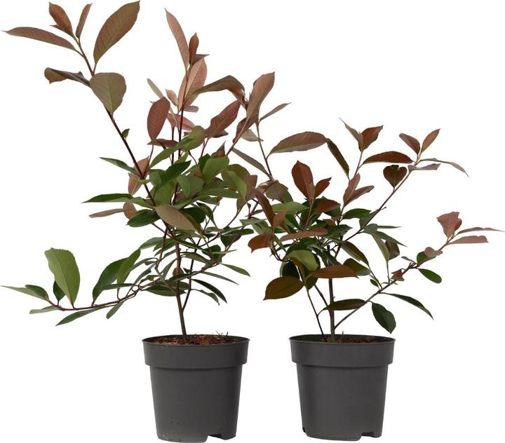 Produktbild Plant in a Box Photinia fraseri Red Robin - 2er Set Glanzmispel Pflanze (30 cm)