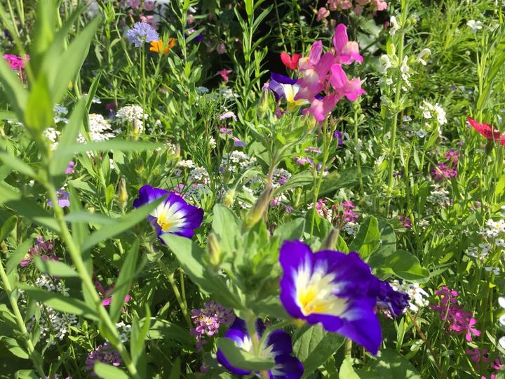 Produktbild Ökohum Bodensee Blütentraum Augenweide (Blumensamen)