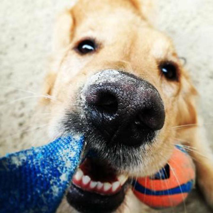 Image du produit Chuckit! ChuckIt Ultra Tug piłka dla psa średnia (Jouet à mâcher pour chien)