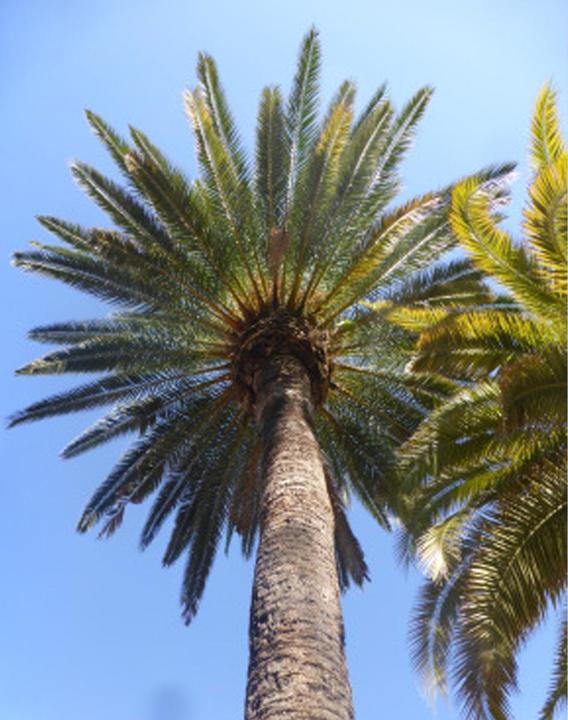 Produktbild Tropica Echte Dattelpalme Phoenix Dactylifera (Pflanzensamen)