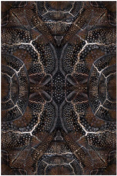 Image du produit Moooi Blooming Seadragon Tapis (200 x 300 cm)
