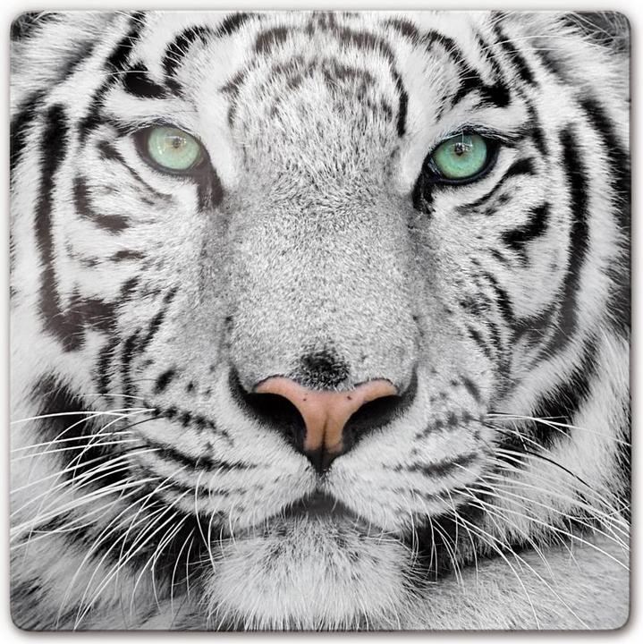 Actual product image Trenddeko Gorgeous Sumatran Tiger (50 x 50 cm)
