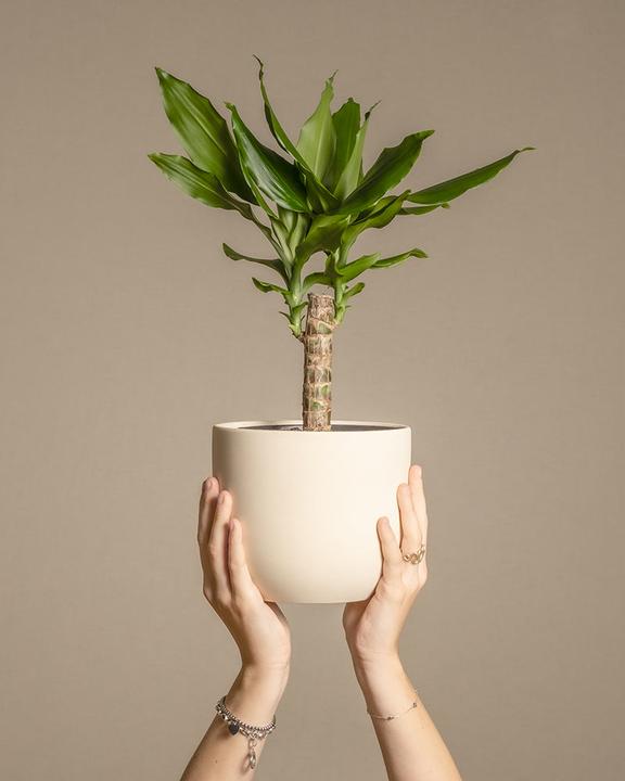 Image du produit feey Dragonnier (55 cm, Fraîchement rempotés)