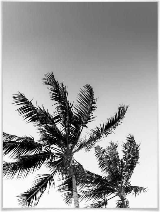 Actual product image Trenddeko Palm trees in storm (40 x 50 cm)