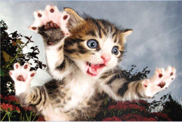 Produktbild Prime 3D Puzzle Springende Katze: Huhn 3D 150 Teile (150 Teile)