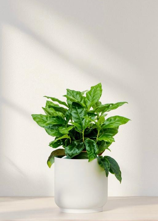 Actual product image Mahaloplants Coffea arabica (25 cm, Animal friendly)