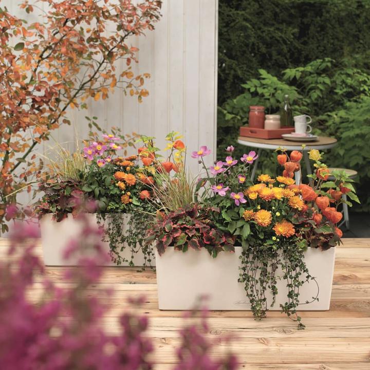 Produktbild Lechuza Balconera Color (19 cm)