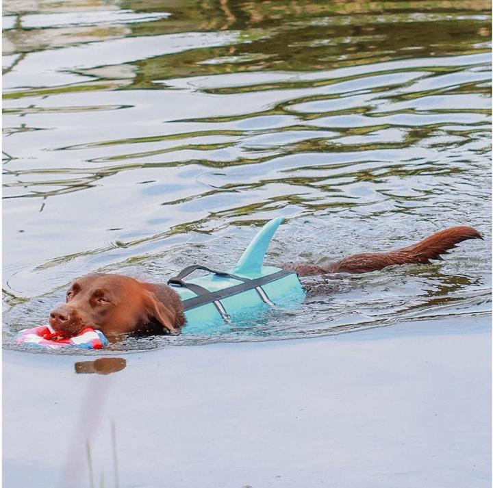 Image du produit Nobby Sharki (XS, Gilet pour chien)