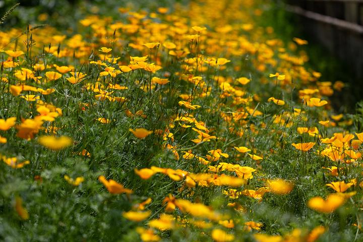 Produktbild Zollinger Bio Kalifornischer Mohn, Orange (einjährig) (Blumenzwiebel)