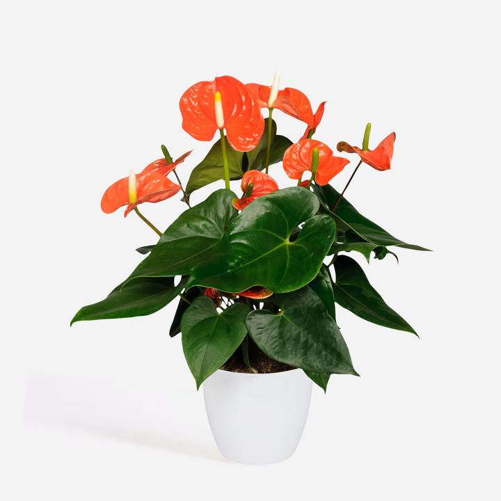 Immagine prodotto Plant in a Box Anthurium 'Madural Orange' - (55 cm)