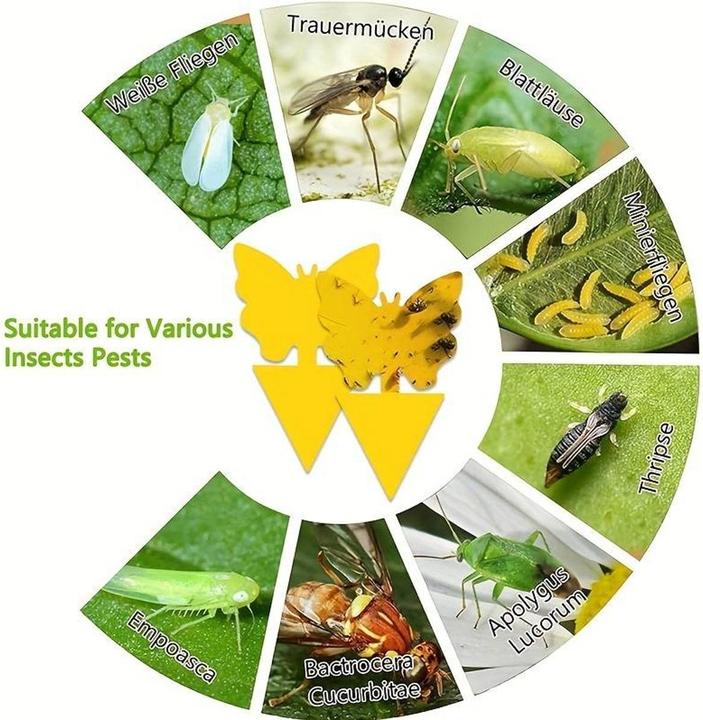 König Design Yellow boards Yellow stickers Blue boards Blue stickers Flypaper Fruit fly trap