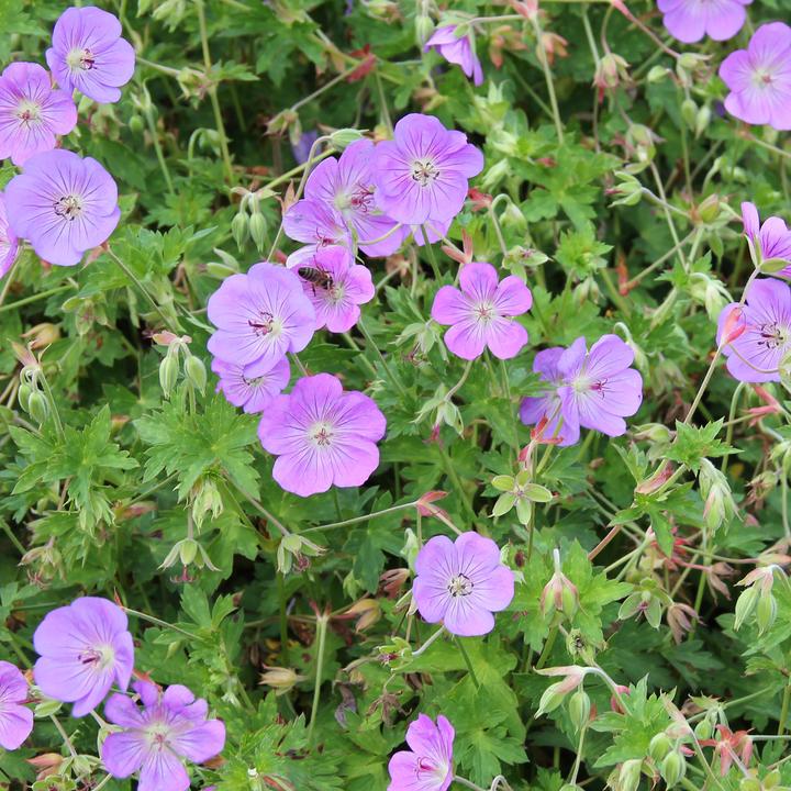 Produktbild Zulauf Geranium 'Rozanne'® / Storchschnabel 'Rozanne'® (20 cm)