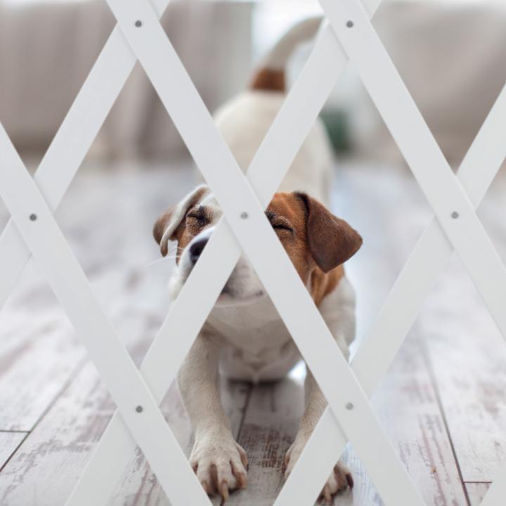 Image du produit Relaxdays Barrière pour chiens (150 cm)