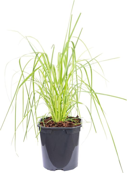 Produktbild Flowerbox Pampasgras - Cortaderia selloana 'Mini Pampas' (50 cm)