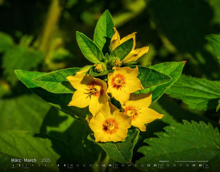 Produktbild Wildblumen 2025 Grossformat-Kalender 58 (Harter Einband, Deutsch)