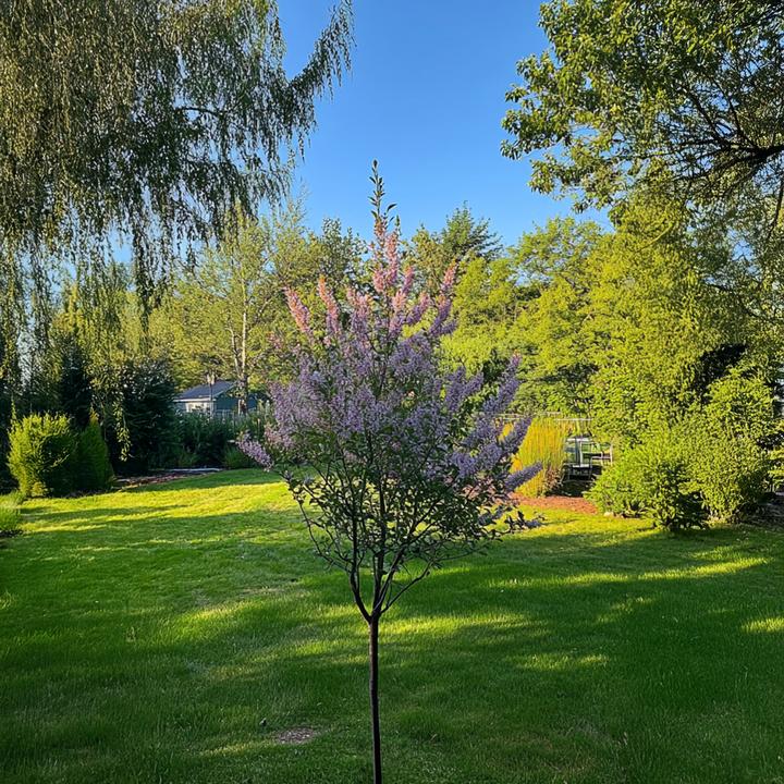 Produktbild Plant in a Box Salix integra 'Flamingo' (100 cm)