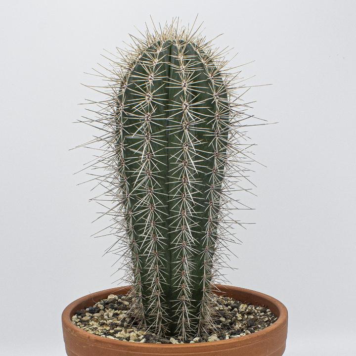 Immagine prodotto Kakteen Gautschi Pachycereus pringlei (45 cm)