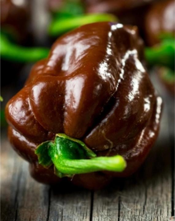 Immagine prodotto Tropica Chocolate-Habanero Chili Capsicum Chinense