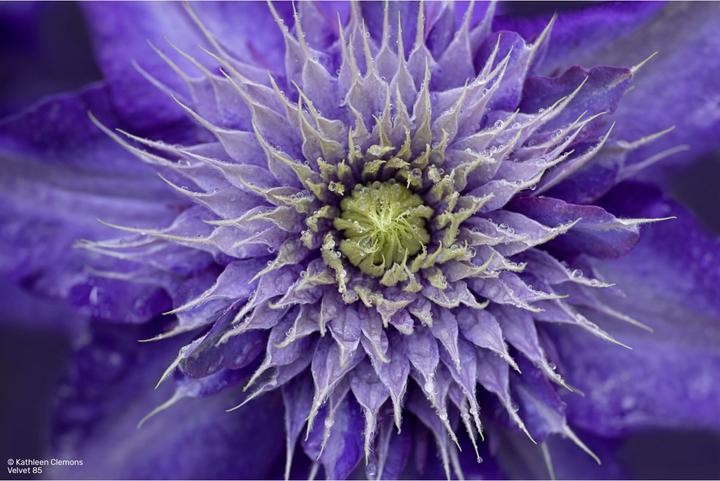 Produktbild Lensbaby Velvet 85 silver MFT (Fujifilm X, APS-C / DX, Vollformat)