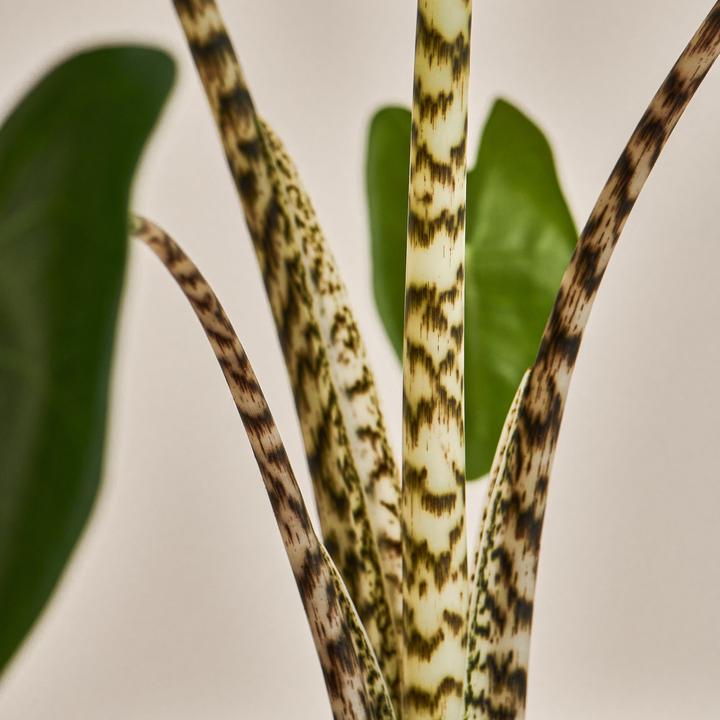 Actual product image Mary and Plants Elephant Ear (55 cm)