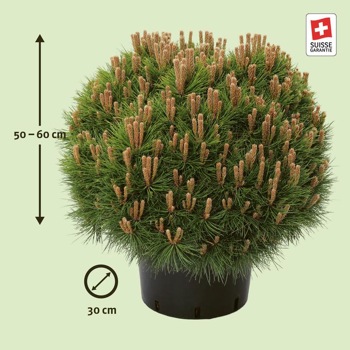 Produktbild Zulauf Zwerg-Schwarz-Kiefer / Pinus nigra 'Marie Brégeon'® (50 cm)