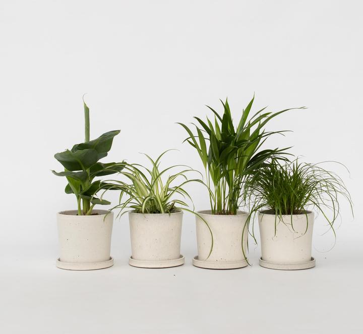 Actual product image Plant in a Box Chlorophytum, Cyperus, Musa, Areca - Mixture of 4 Pet-friendly plants (25 cm)