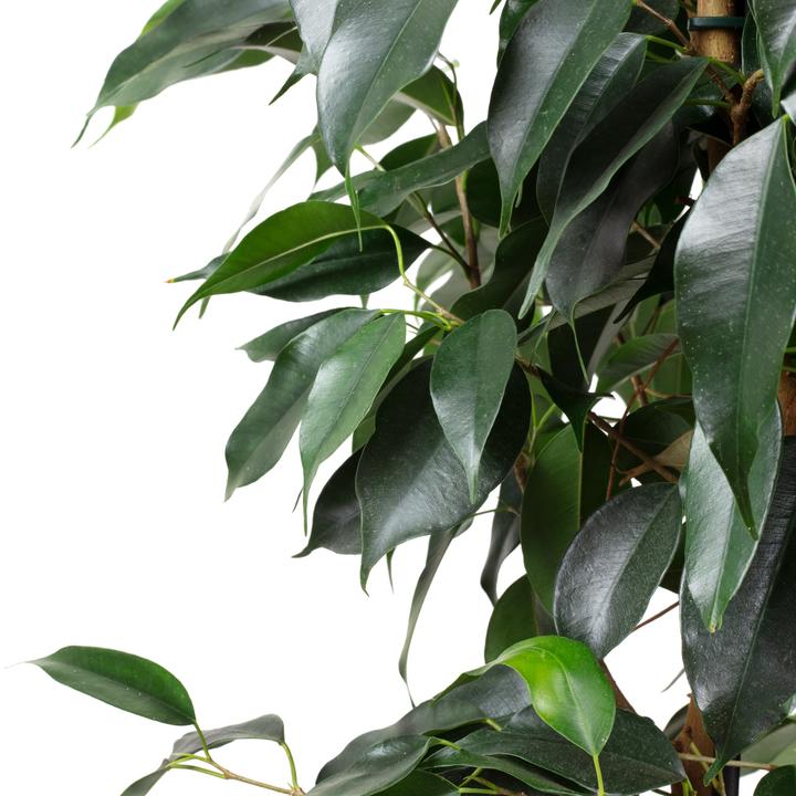 Produktbild Flowerbox Birkenfeige - Ficus benjamini (110 cm)