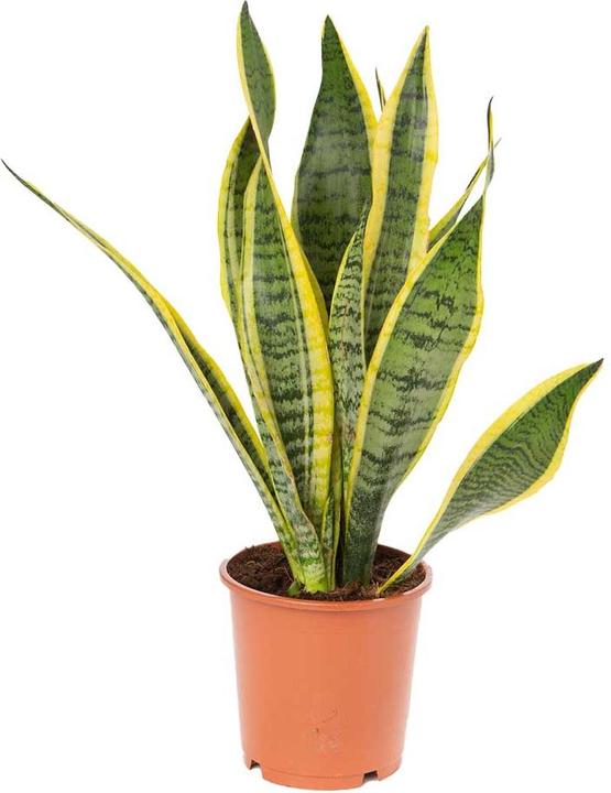 Produktbild VEG and the City Lonar (Bogenhanf - Sansevieria trifasciata) (50 cm)
