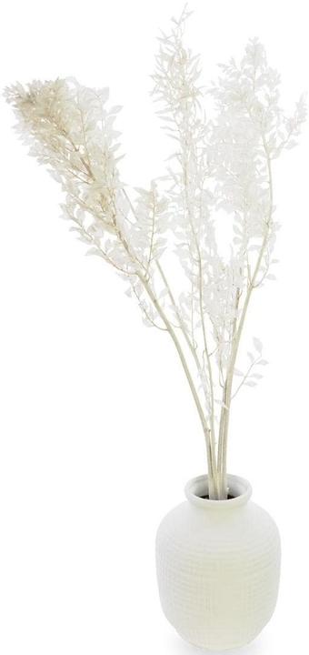 Soli Collection Fiori secchi Ruscus 70-75 cm, Bianco (Fiori secchi)