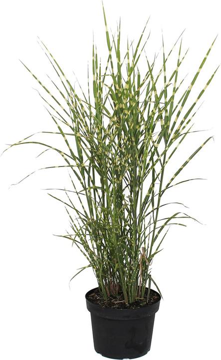 Produktbild Zulauf Chinaschilf / Miscanthus si. Zebrinus (50 cm)