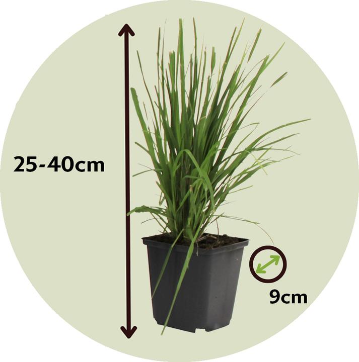 Produktbild Plant in a Box Cortaderia selloana - 6er Set Pampasgräser (25 cm)