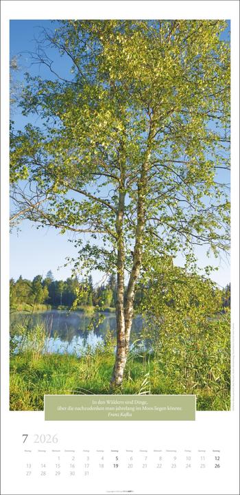 Produktbild Wunderwelt der Bäume Kalender 2026 (33 x 68 cm, Deutsch)